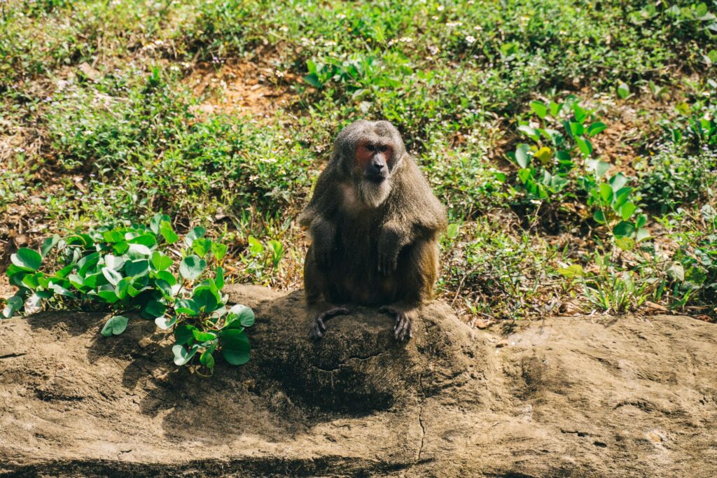 A solitary baboon sits on a rock surrounded by green grass and plants, looking directly at the camera in a natural setting.