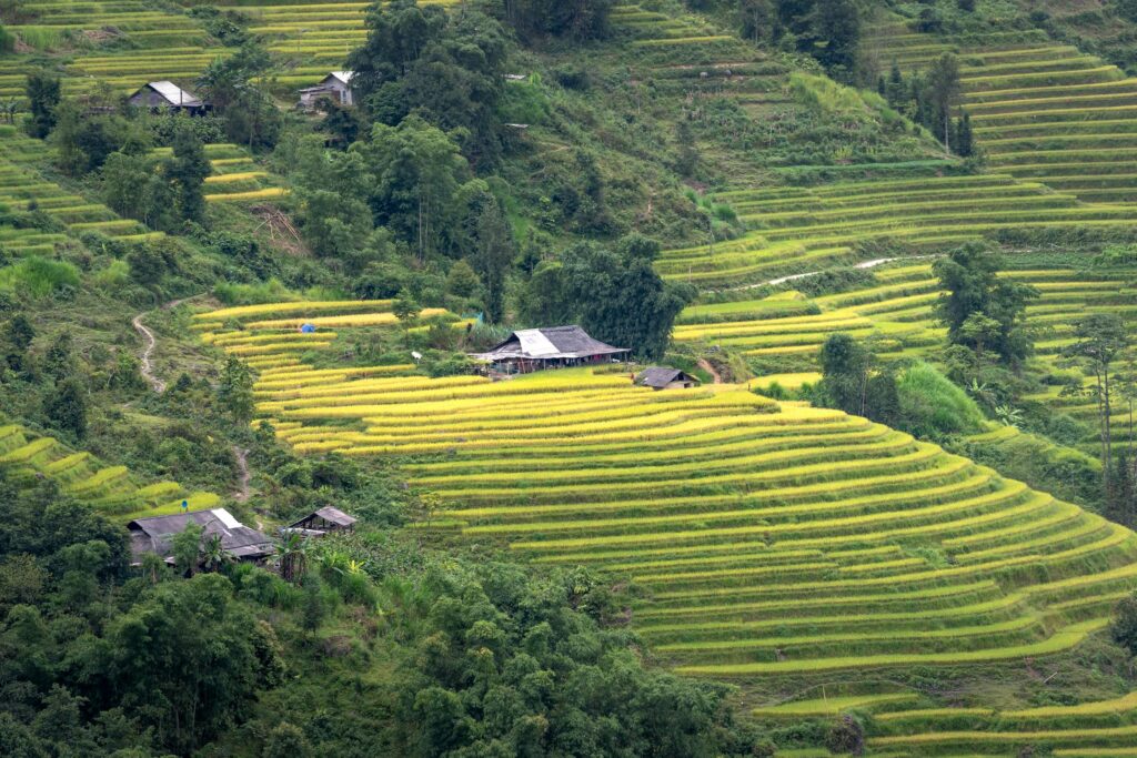 A panoramic view of terraced rice fields in Vietnam, featuring lush greenery and small wooden houses on a hillside.
