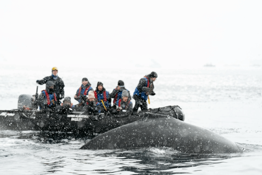Dolphin & Whale Watching Tours