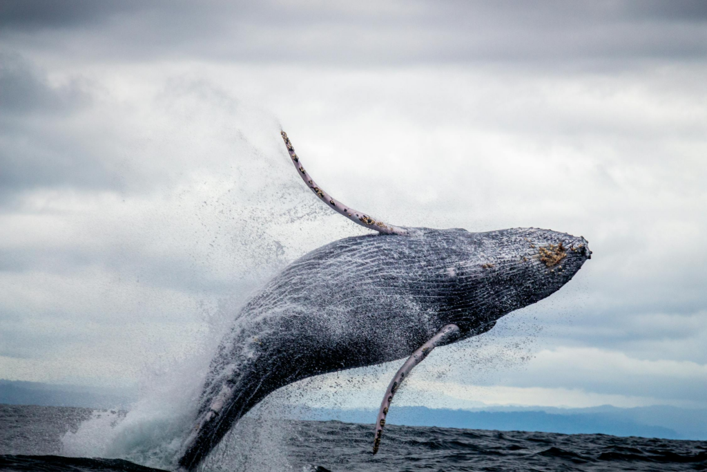 A humpback whale leaps out of the water in a dramatic breach.