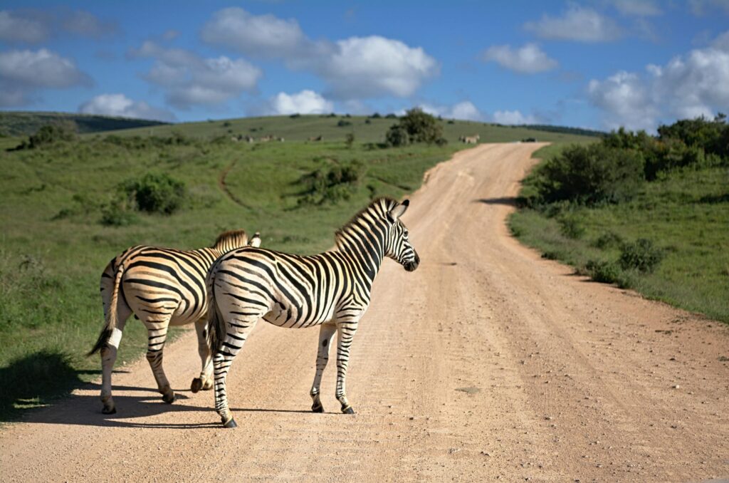 Two zebras stand on a dirt road in a grassy landscape under a blue, cloudy sky